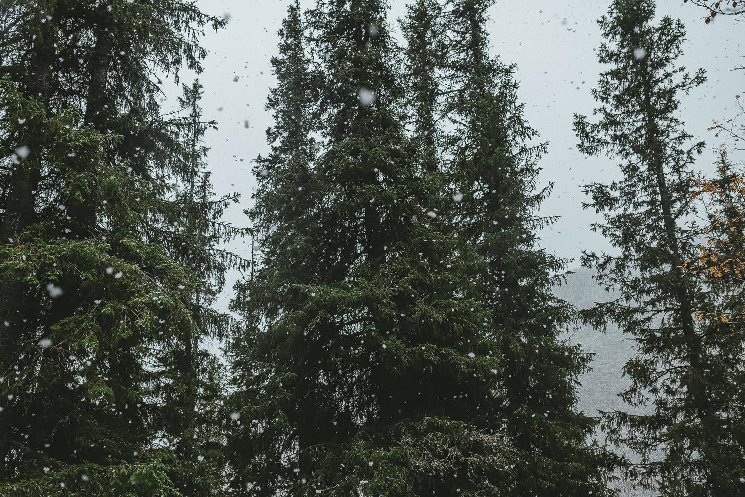 snowfall and fir trees