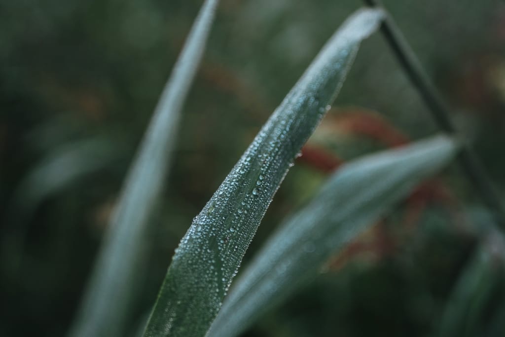 grass wet from morning dew