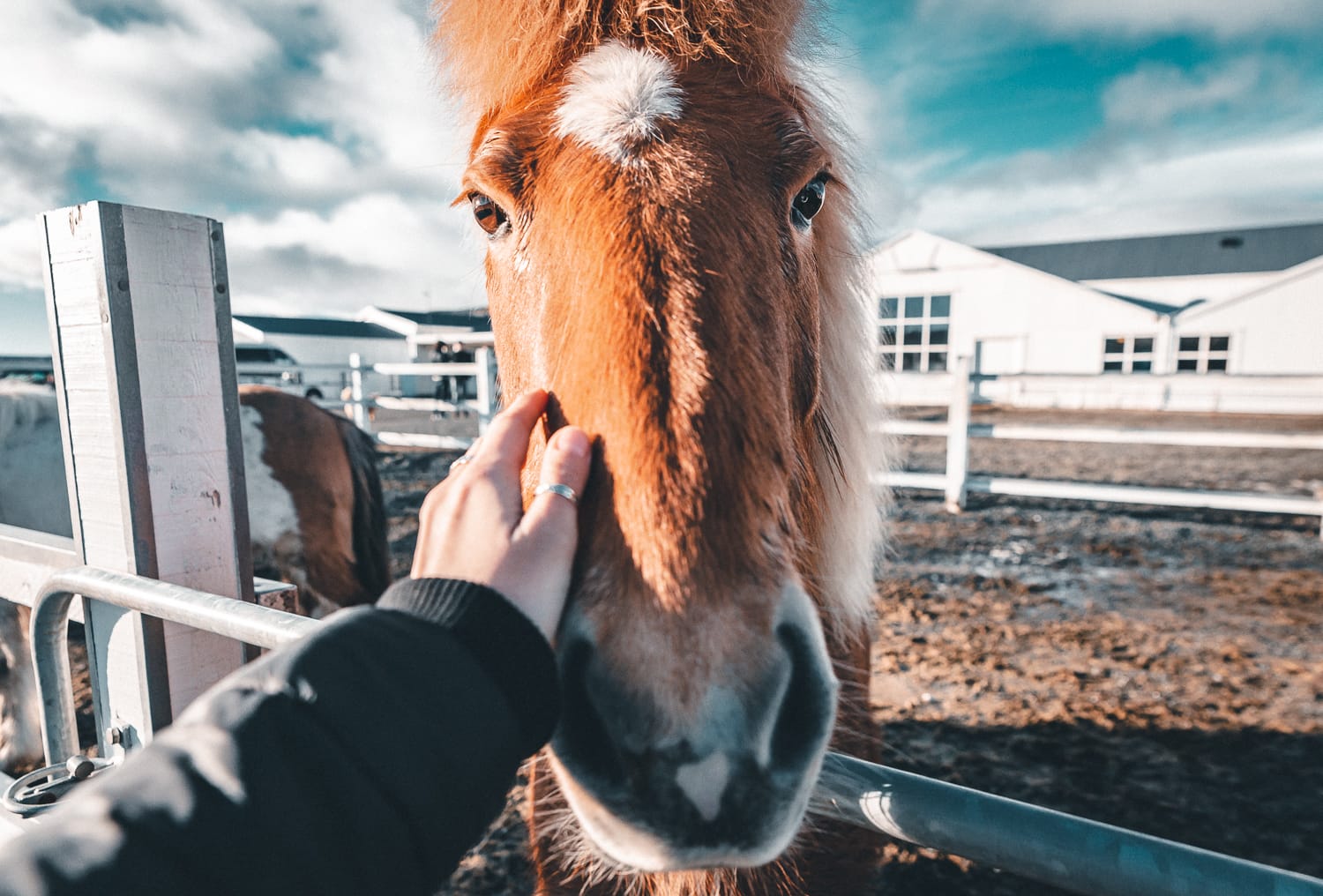 Laxnes Horse Farm Iceland
