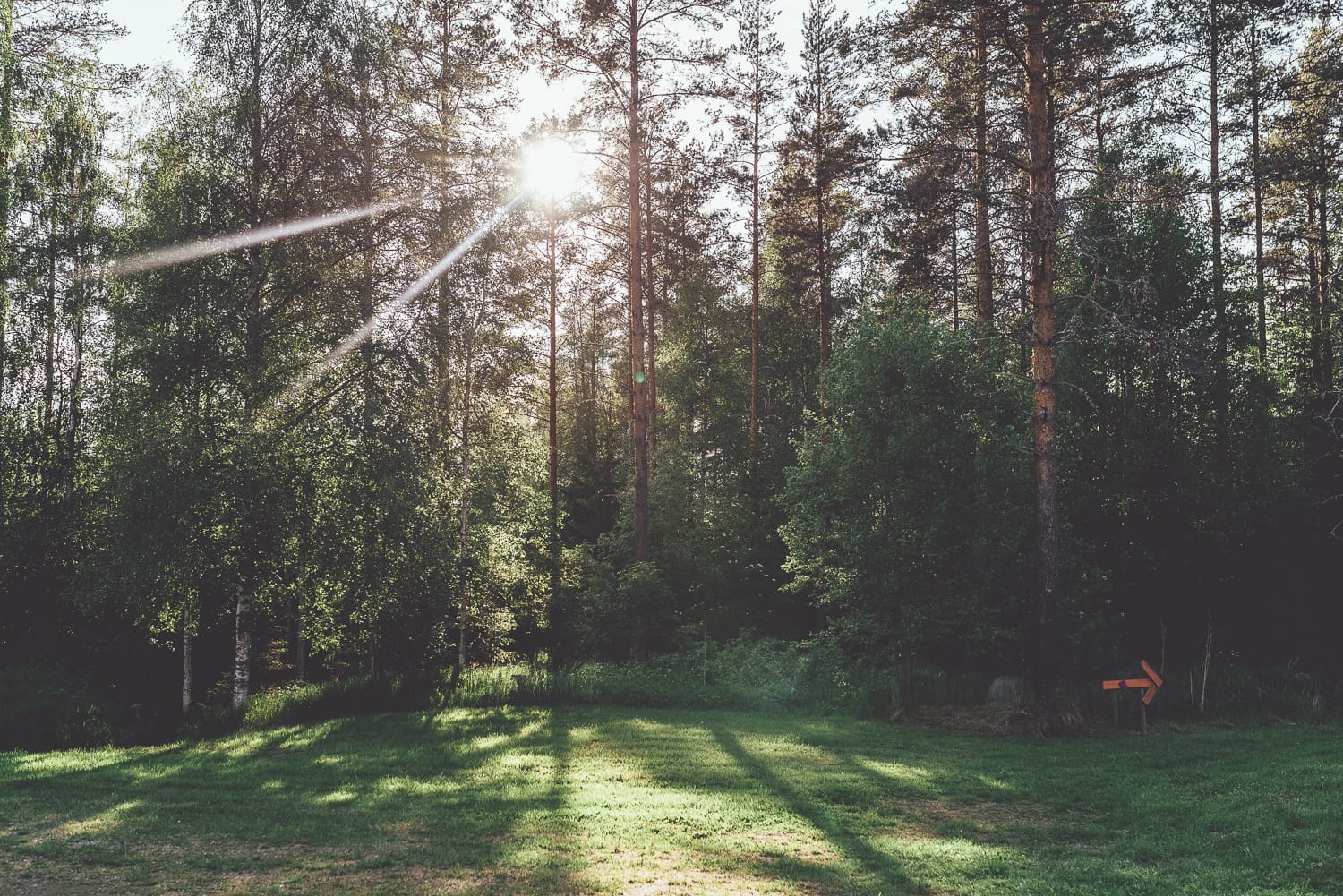 sun shining through trees in Sweden