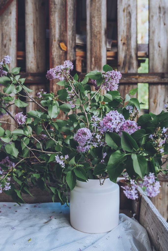 lilacs in a vase