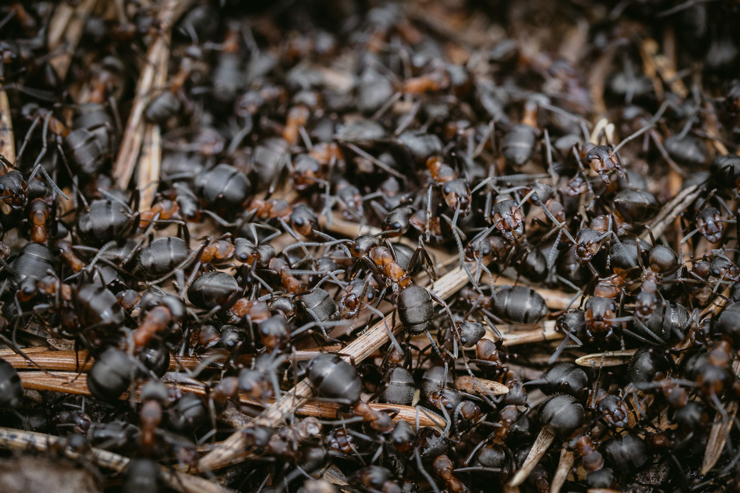 Macro shot of ants