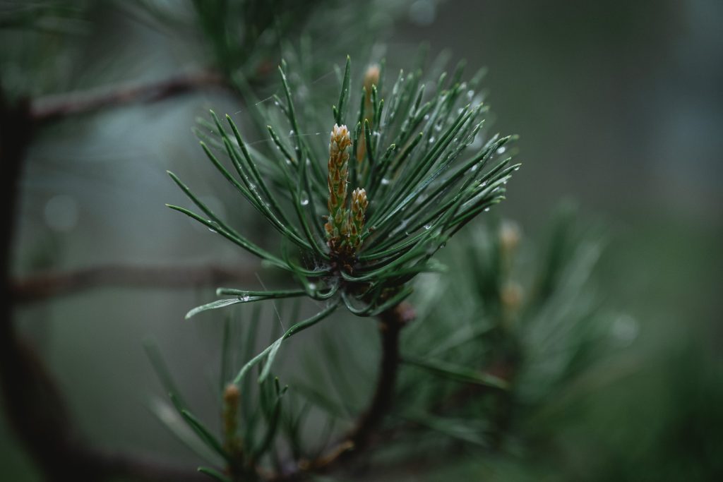 pine needles in the rain