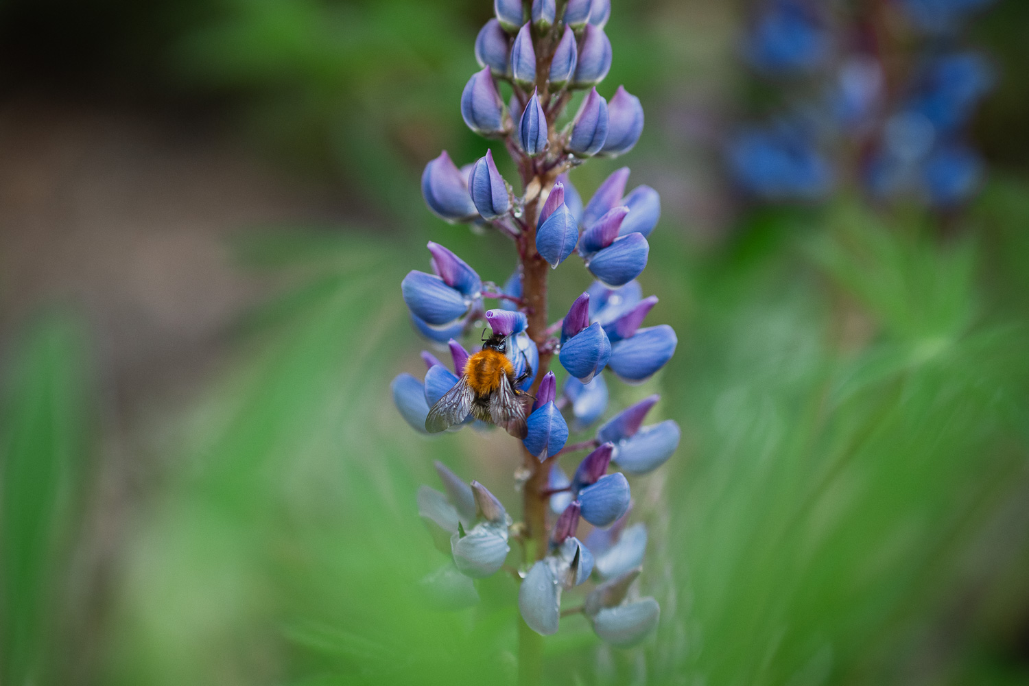 bumblebee and lupins