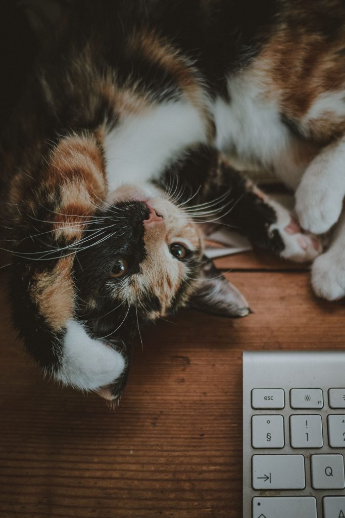 a cat by a keyboard