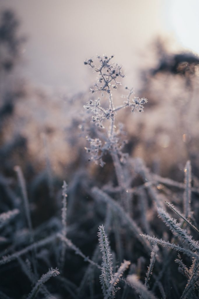 frost covered grass