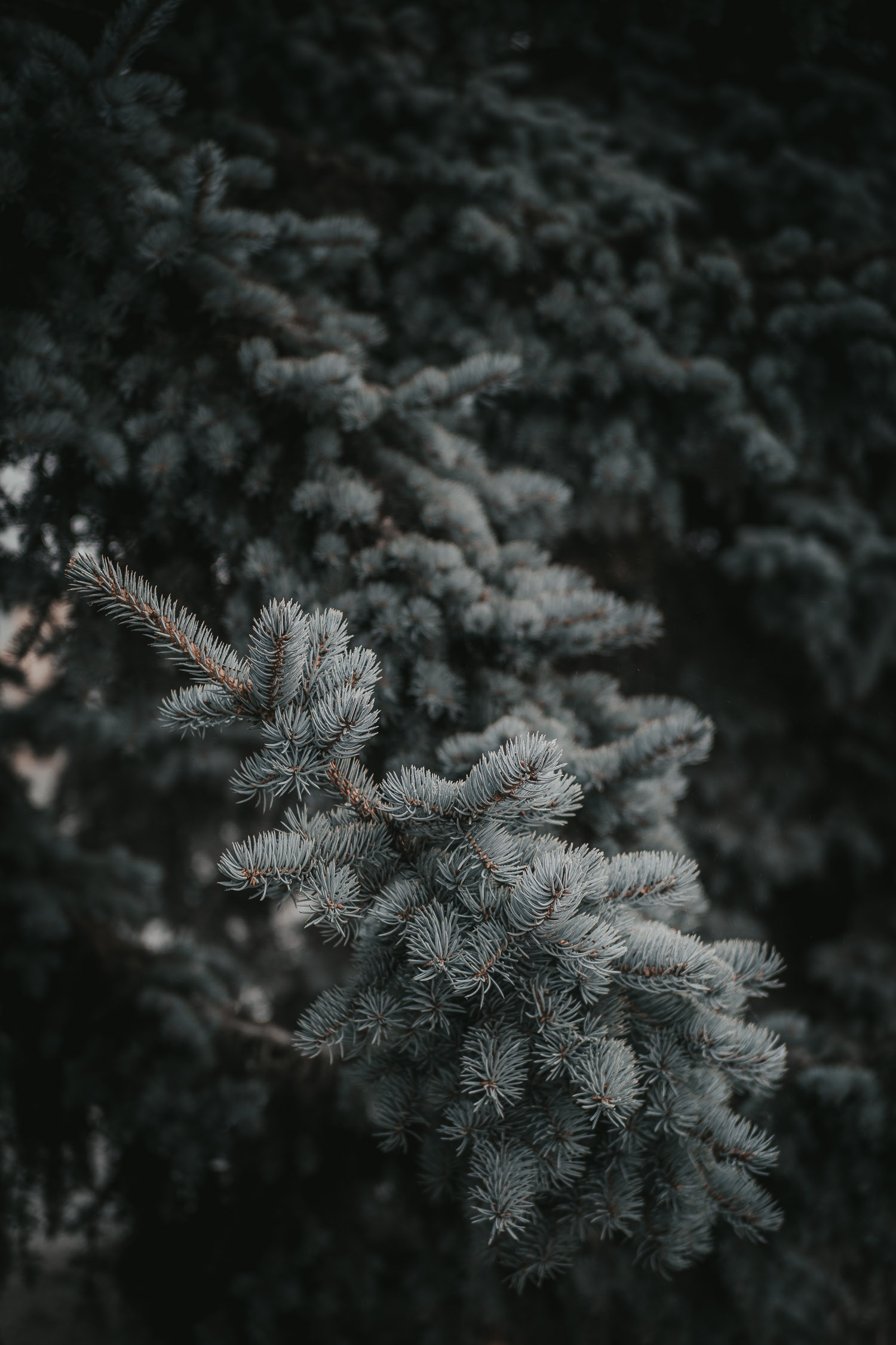frost covered fir tree