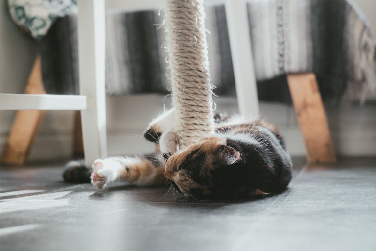 Simple DIY scratch post for your cat