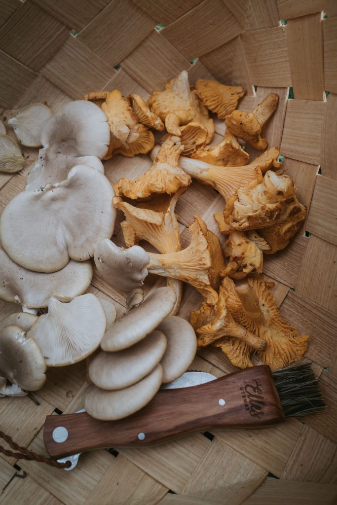 picking oyster mushrooms and chanterelles