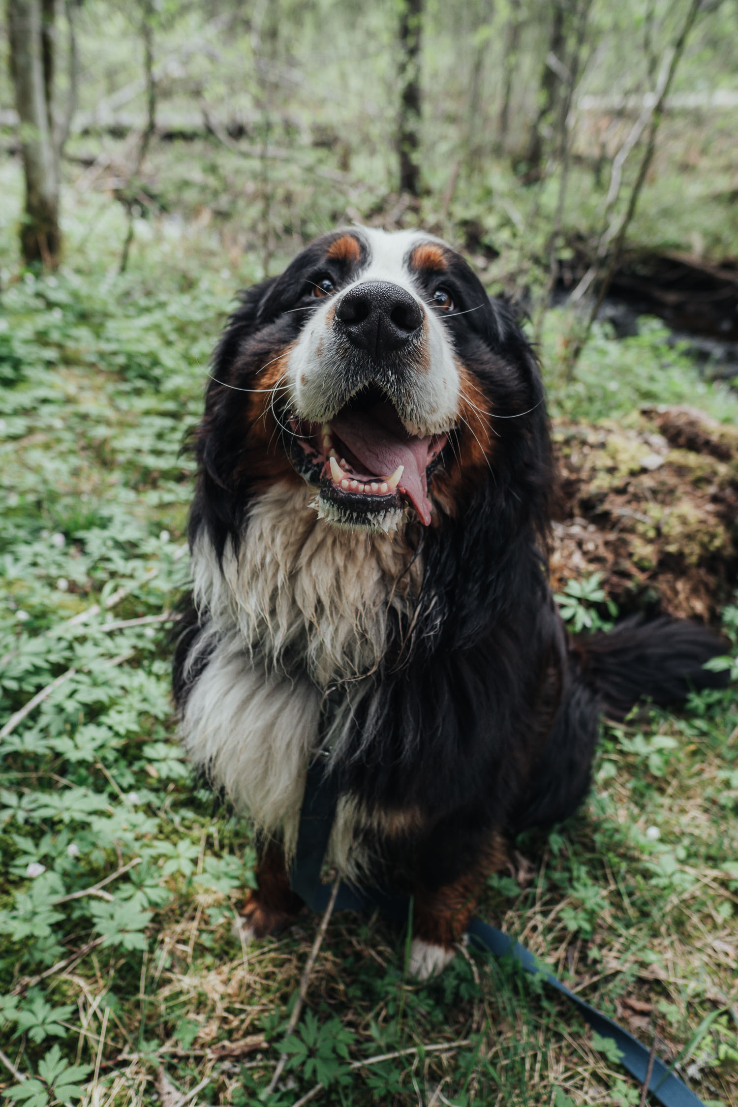 happy dog in forest