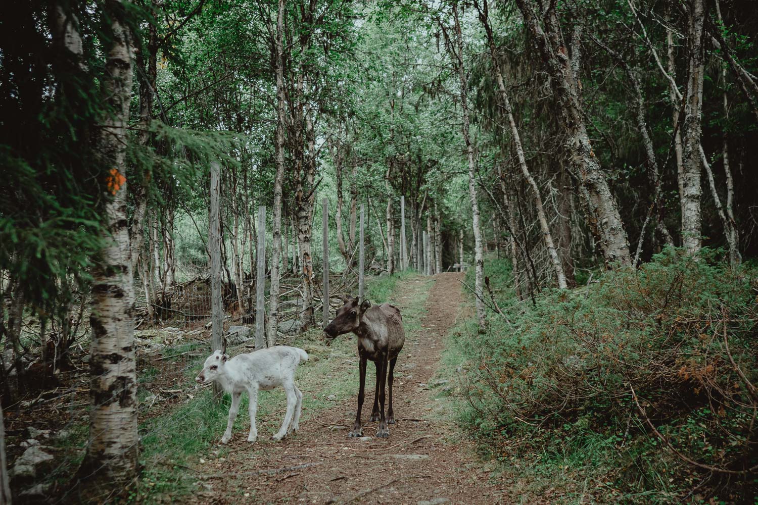 young reindeer in the forest